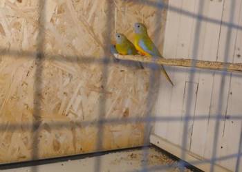 Łąkówki  wspaniałe