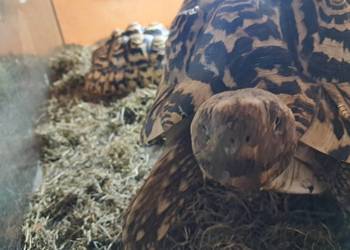 Żółwie lamparcie,para