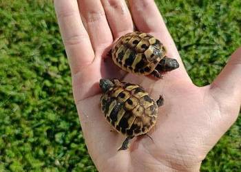 Żółw Grecki własna hodowla