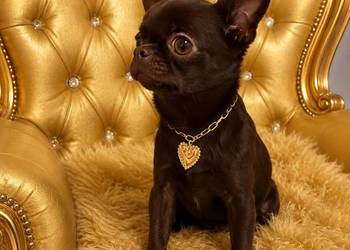 Reproduktor Chihuahua