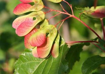 KLON TATARSKI Acer tataricum - NASIONA 1500 sztuk - 100g. KLON TATARSKI Acer tataricum - NASIONA 1500 sztuk - 100g.