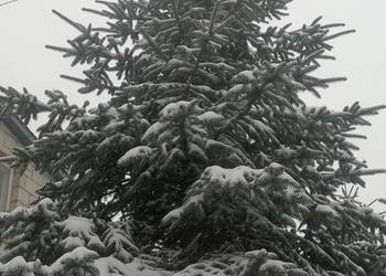 SREBRNA JODLA - CHOINKA SWIATECZNA
