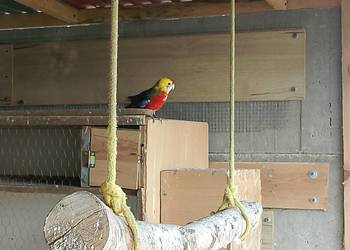 Rozella królewska samica