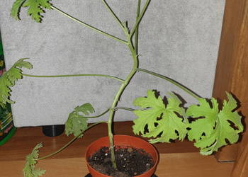 Geranium,  anginka . Roślina zdrowotna. duża