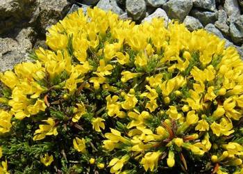 ZAMÓW JUŻ DZIŚ Z CENĄ ZIMOWĄ
WYSYŁKA PO 15 MARCA !

? Pierwiośnik górski (