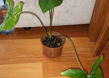 Duże syngonium, nie znam dokładnego gatunku
