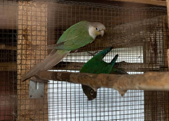 Para rudosterki zielonolice