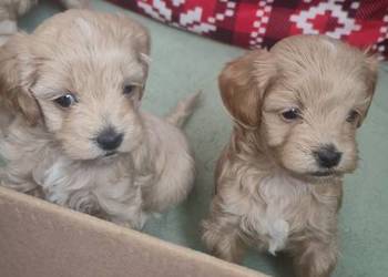 Maltipoo  suczki gotowe w lutym