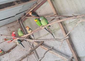 Rozelle królewskie PIĘKNE