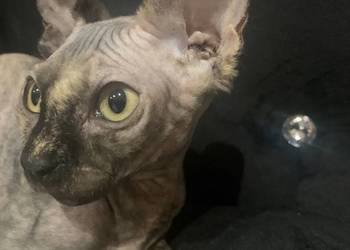 Sfinks Kanadyjski. Diablica do odbioru.