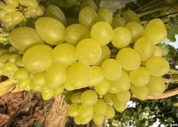 Beznasienny Kiszmisz Wołodar . Sadzonka winorośli1,2m