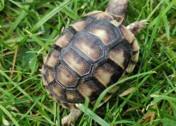 Żółw grecki (Testudo hermanni) - sprzedam