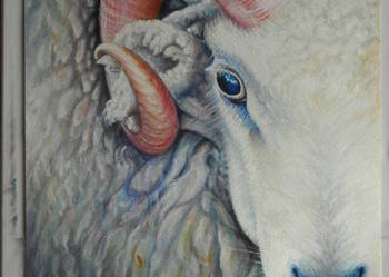 BARAN-olej na płótnie,60x45