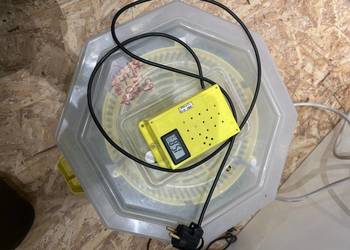 Sprzedam inkubator cleo 5