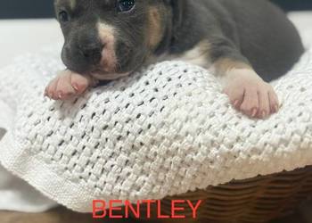 Amstaff. Zapraszamy do rezerwacji. Szczenięta o pięknej budowie.