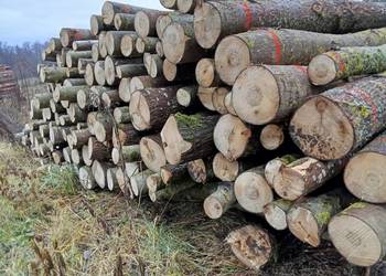 Różne rodzaje drewna opałowego/kominkowego Biskupiec i okolice