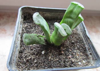 Unikatowa haworsja - Haworthia truncata - sadzonka