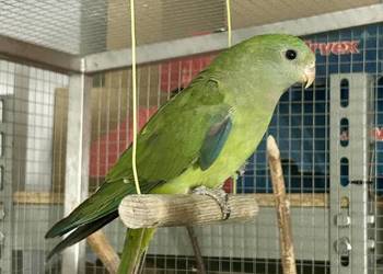 Papuga Barabanda Samica