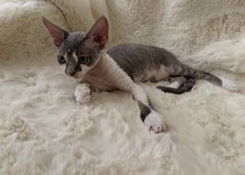 Devon Rex cudowny * Kocurek * bicolor niebieski pręgowany