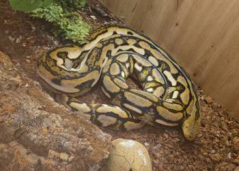 Pyton siatokwany reticulatus samiczka