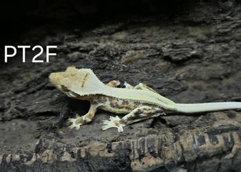 Gekon Orzesiony samica / Terrarium / Gekony