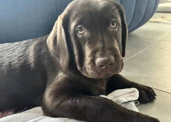Labrador Retriever czekoladowy samiec