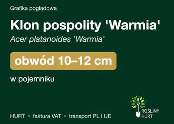 Klon pospolity 'Warmia' obwód 10-12 cm, w pojemniku – HURT