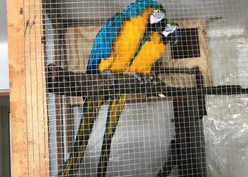 Ara ararauna  para