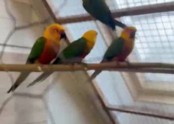 Papugi konury 2 pary