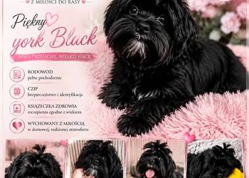York piesek black czarny komplet szczepień