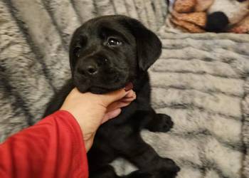 Labrador retriever Bardzo Mądry Piękny mocnej budowy Rodowód FCI