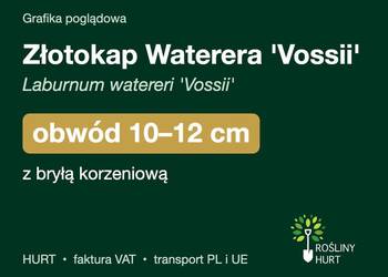 Złotokap Waterera 'Vossii' obwód 10-12 cm, z bryłą – HURT