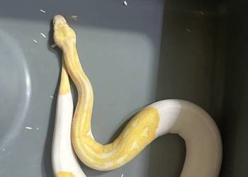 Sprzedam lub zamienię