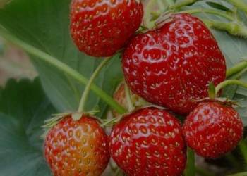 Sadzonki truskawek honeoye