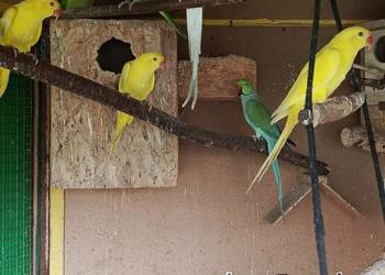 Aleksandretta obrożna