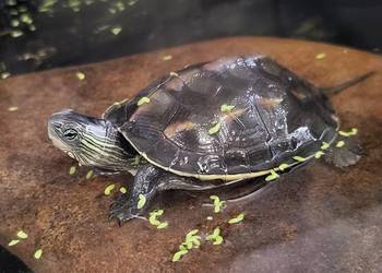 Żółw Wodno - Lądowych -Sklep Zoologiczny