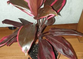 Kordylina pięknie wybarwiona