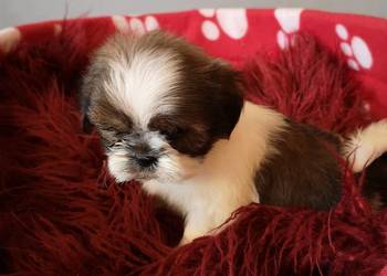 Shih Tzu Szczenięta  - Biało Czarne, Tricolor