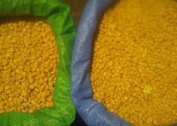 kukurydza sucha, karma dla gołębi, papug