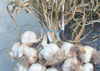 Czosnek wiosenny Jarus na brudno