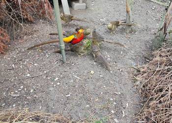 Bażant złoty, samiec Bażant złoty, samiec