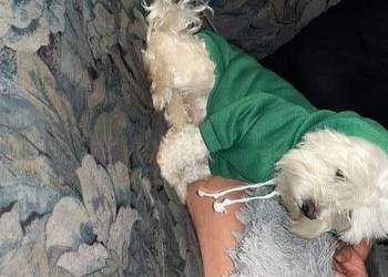 Sprzedam dorosłego maltańczyka