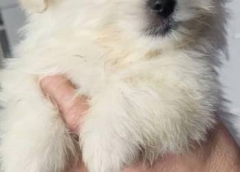 Szczeniaczki Maltipoo