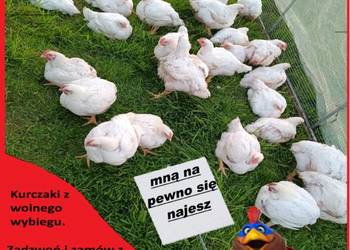 Kurczaki z wolnego wybiegu