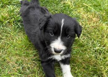 Border Collie - piesek BATMAN - z hodowli NEGRESSE
