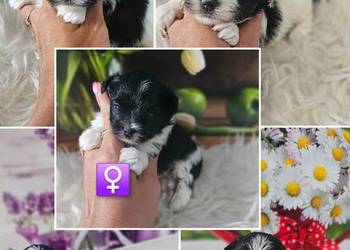 Yorkshire Terrier Biewer piesek i sunia PASZPORT !