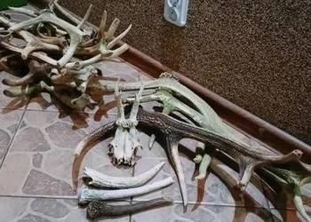 Mix zrzutów jelenia oraz parostków kozła