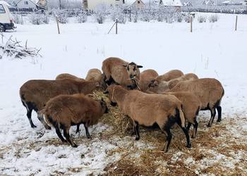 Sprzedam barany Kameruńskie