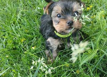 Yorkshire terrier do rezerwacji