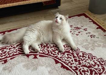 Kocurek rasy Ragdoll